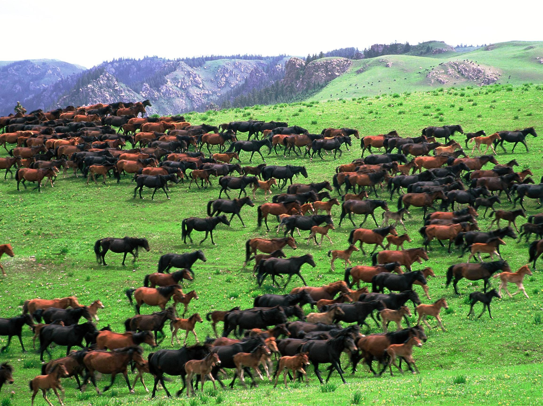 世界第一大马场有多少匹马,世界最大的军马场