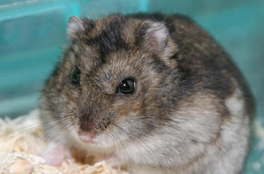 仓鼠萌萌住大别墅,萌萌的仓鼠视频