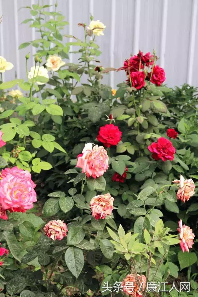 我来自廉江农村，你愿意跟我结婚吗？