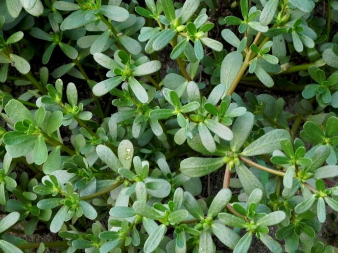 农村常见的中草药功效解说,常见中草药的功效与作用