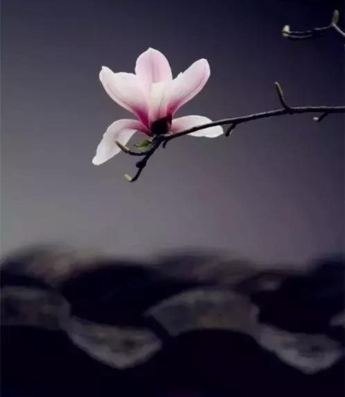 梅兰竹菊怎么画最好看,梅兰竹菊精致的画