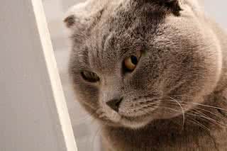 一只全方位无死角美颜的喵,和一只360度无死角的丑猫,对比伤害有多大——简直没眼看了