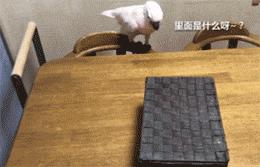 网购时商家送了个小面膜,没想这么小,给猫试了下,这~