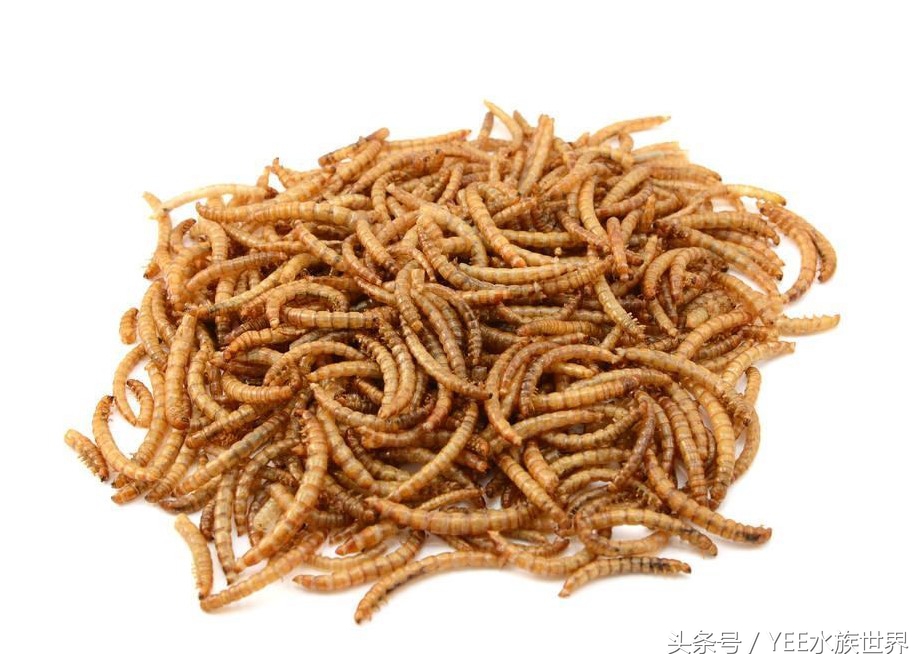 观赏鱼除了吃饲料还可以吃什么,观赏鱼饲料揭秘