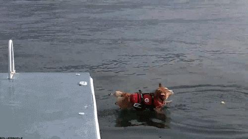 全球狗的数量约多少只,全球仅有18只的狗