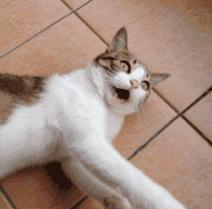 成都流浪猫割双眼皮后的图片,给流浪猫割双眼皮