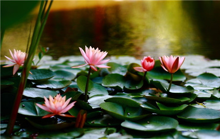 牡丹睡莲品种大全,蓝睡莲不开花