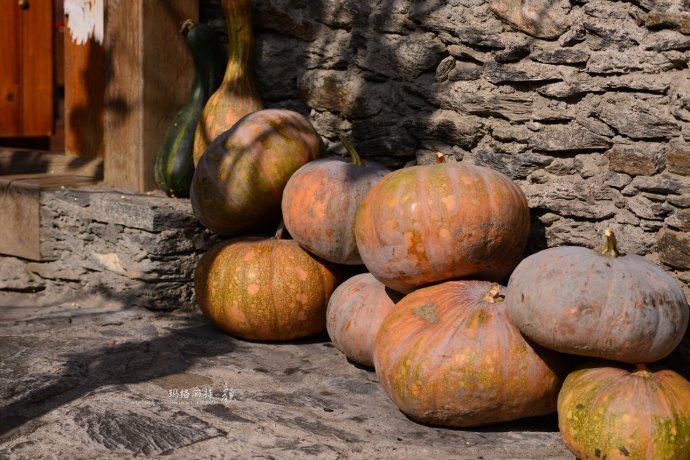 植物美图笔记~各种瓜（葫芦科植物）