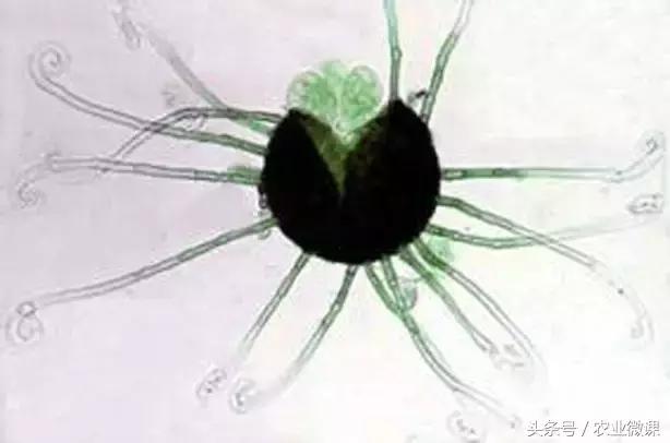 葡萄病害专用药一览表,葡萄白粉症状