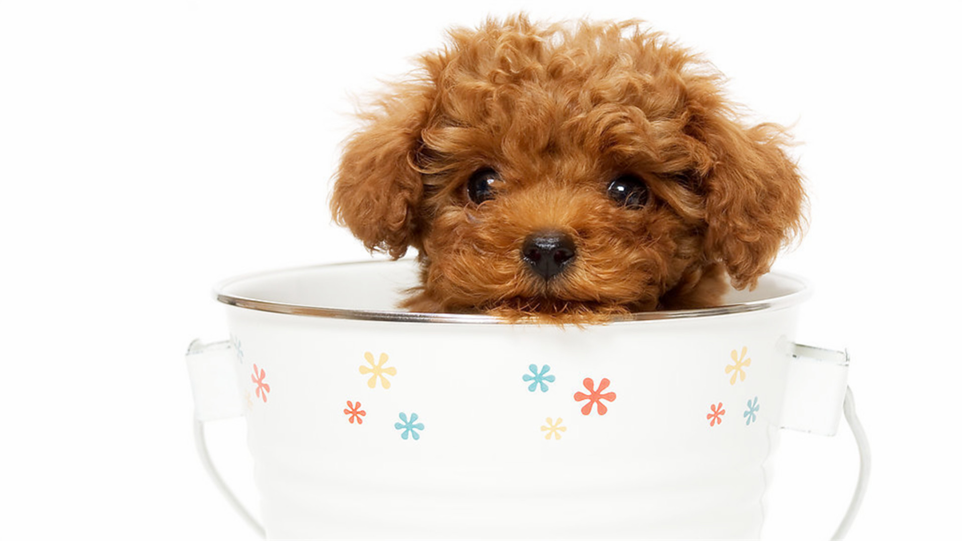 宠物夏天常见疾病,宠物夏天皮肤病