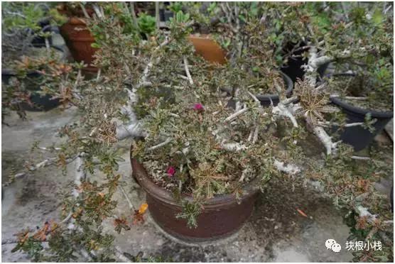 2019上海多肉展仙人球,2023泰国多肉展会直播