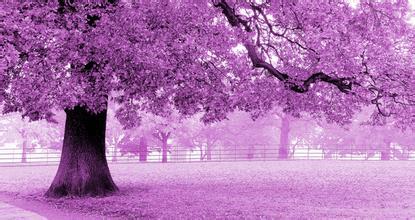 各种常见的花语,一些花的花语