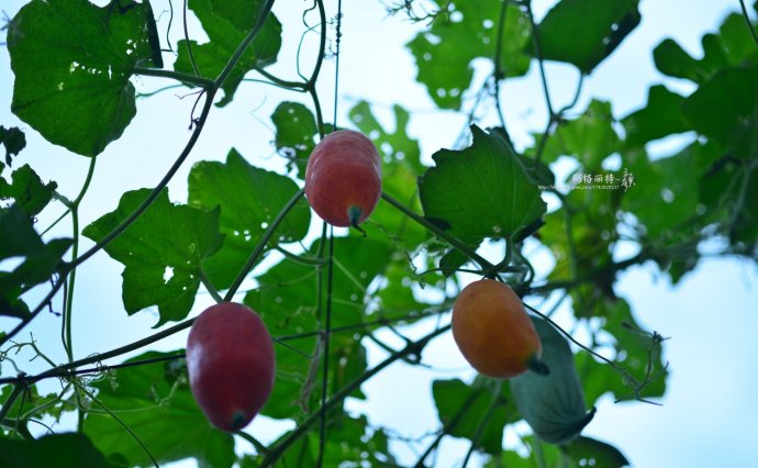 植物美图笔记~各种瓜（葫芦科植物）