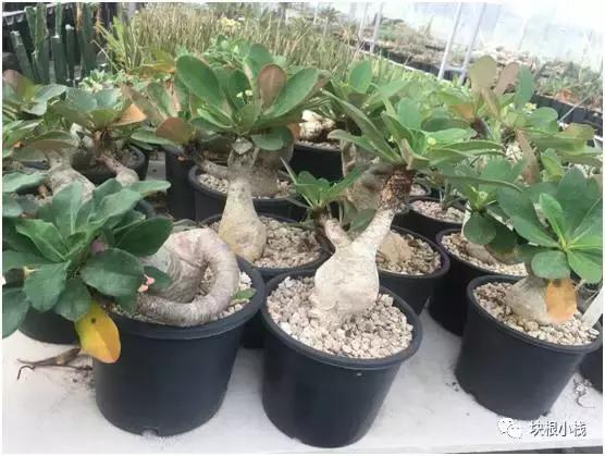 泰国多肉展会,仙人掌与多肉植物新品集粹