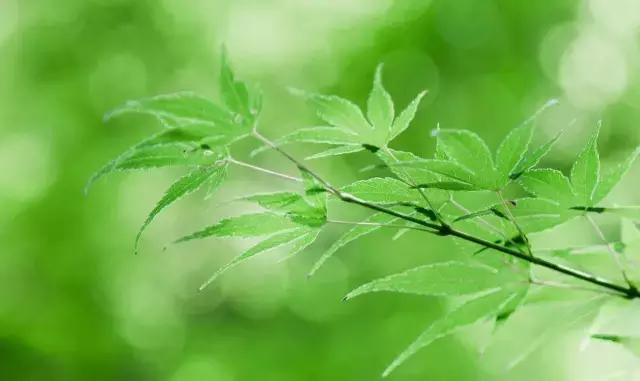 高温下的上海城市,上海40度以上高温