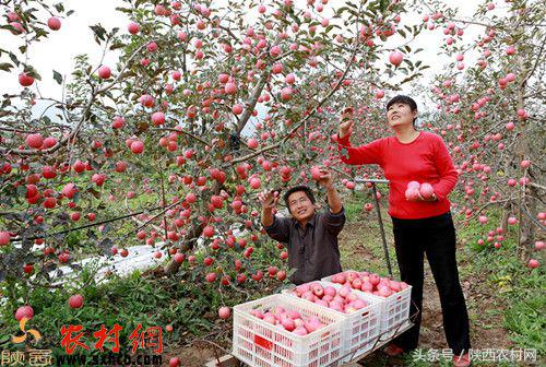 产业扶贫全覆盖,富平县打造三大百亿产业集群