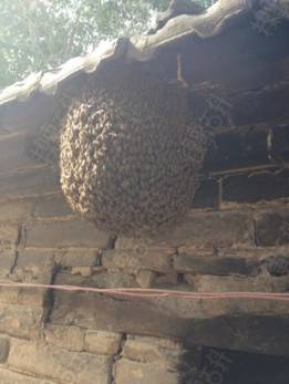 石洞蜂收捕野生蜜蜂绝招,野外捉回来的蜜蜂怎么放