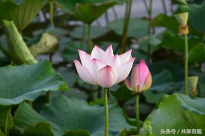 腾龙18-200大变焦镜头,一镜走宇宙腾龙18-400开箱视频