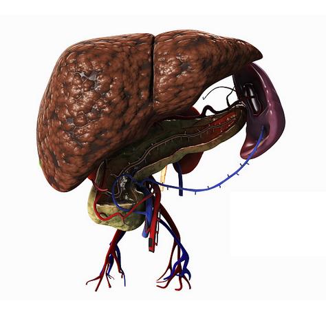 肝火旺盛泡水清火的中草药,肝火旺花草茶