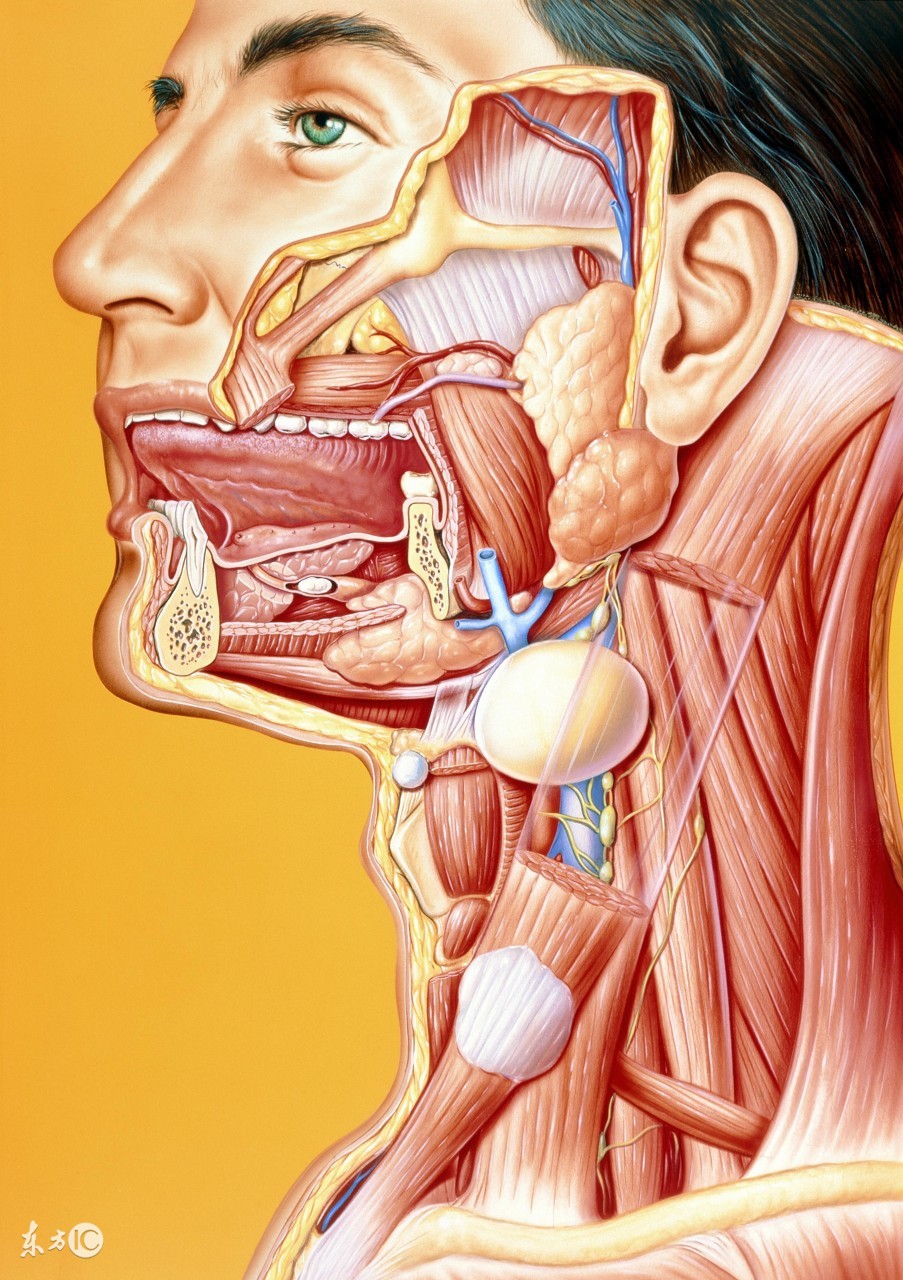 气管插管麻醉是吸入麻醉吗,什么手术麻醉需要气管插管
