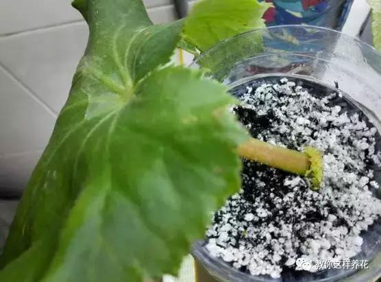 海棠到冬天叶片都掉光了,海棠到夏天就落叶