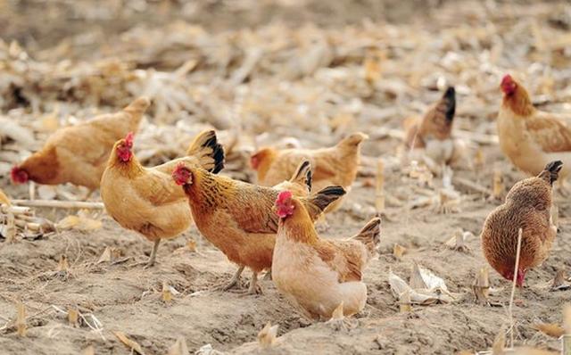 病死鸡处理方法,病死的鸡什么样子