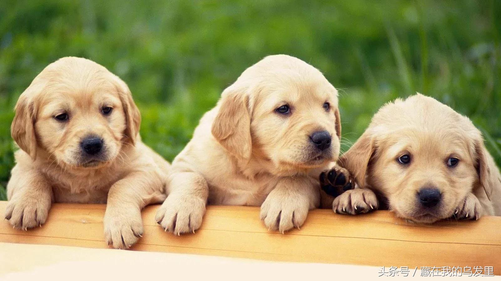 狗狗到底能不能吃蛋糕,狗狗为什么不能喂食鸡蛋