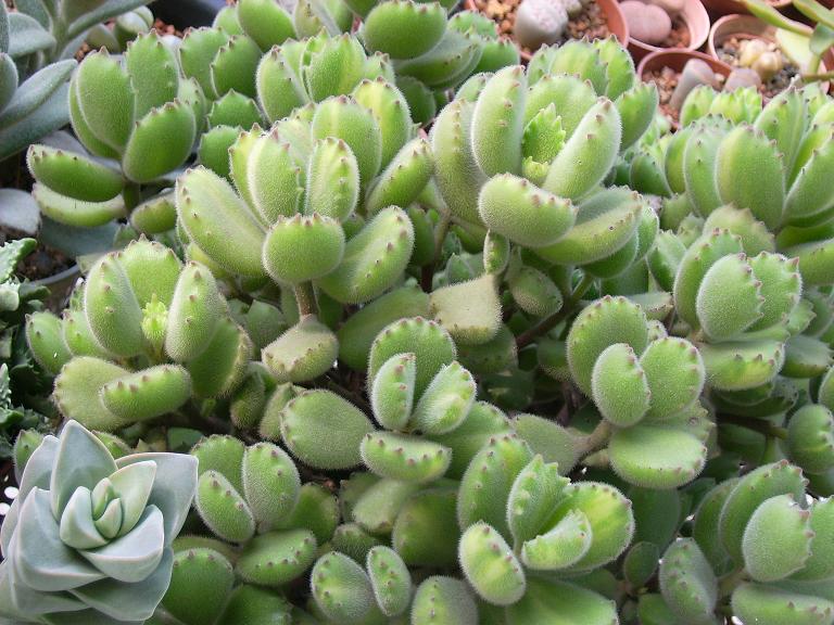 曾经很贵后面沦为普货的多肉,盘点贵到离谱的天价商品