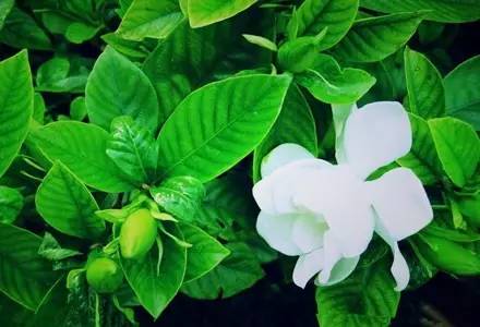 向日葵花语红玫瑰花语,蓝色妖姬的花语与红玫瑰花语