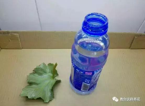 海棠到冬天叶片都掉光了,海棠到夏天就落叶