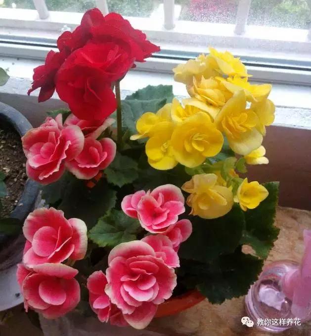 海棠到冬天叶片都掉光了,海棠到夏天就落叶