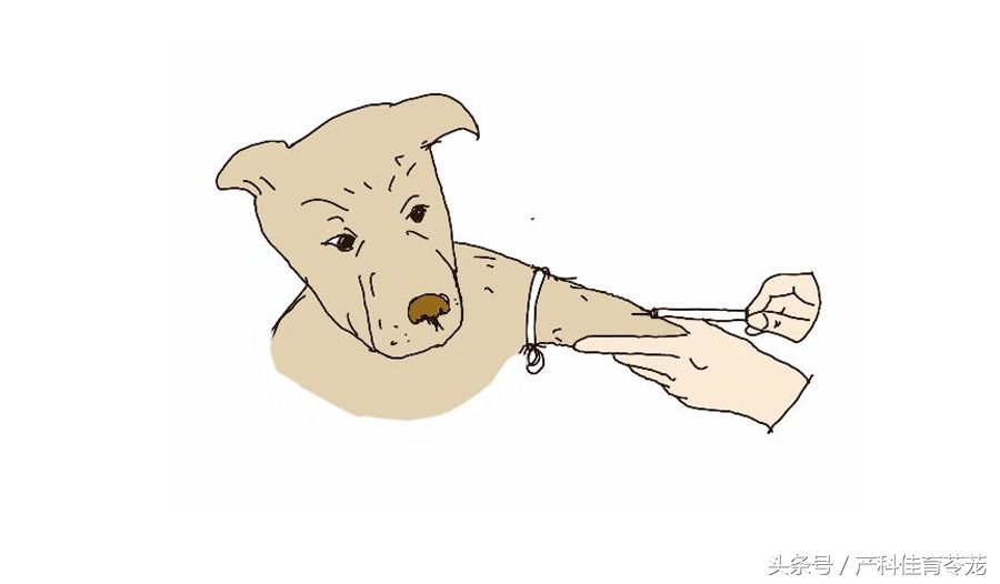 怀孕后可以养宠物吗,为什么怀孕不能养宠物