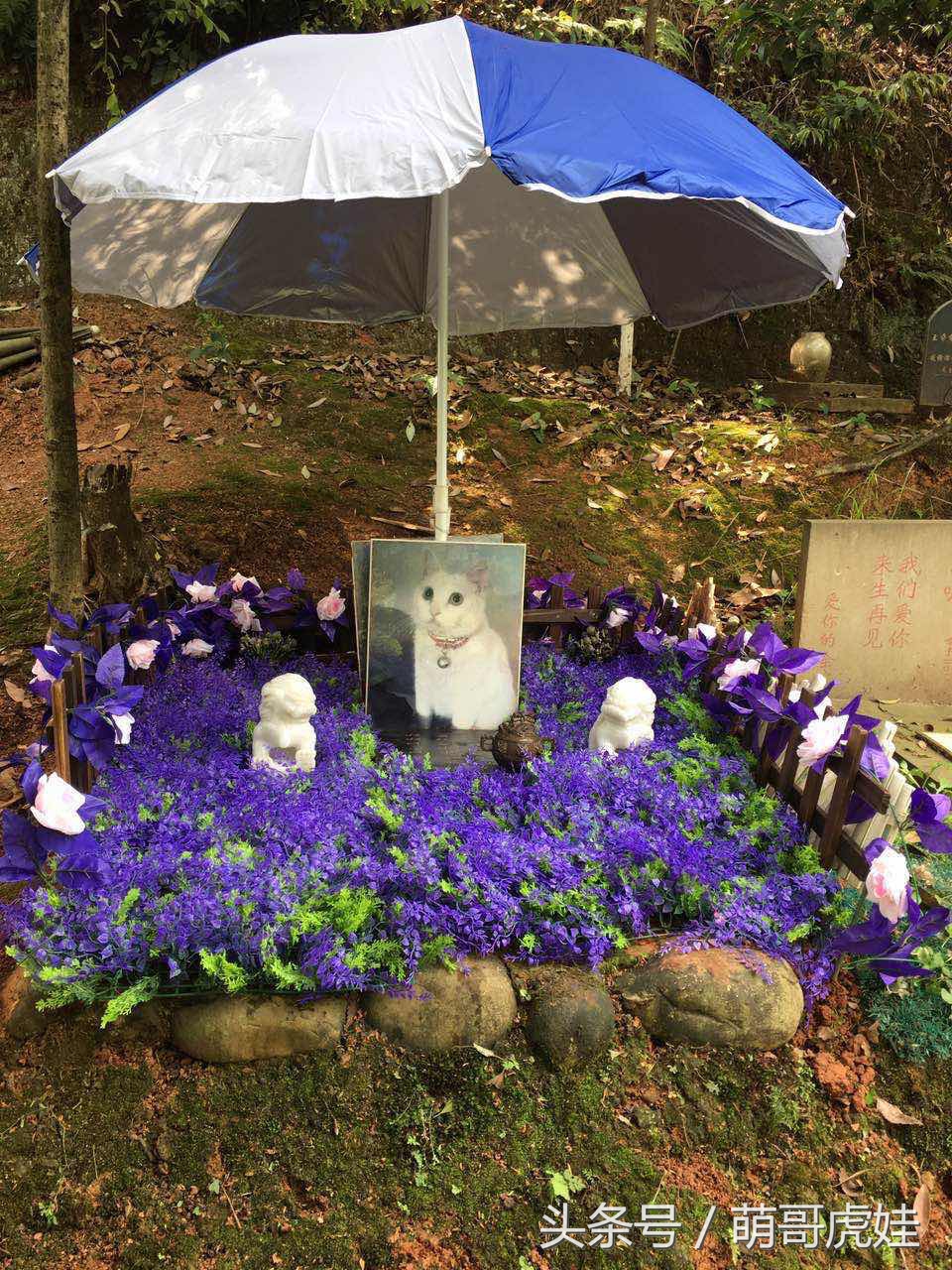 铲屎官被猫抓然后给猫咪头发剃了,铲屎官给狗子剪毛