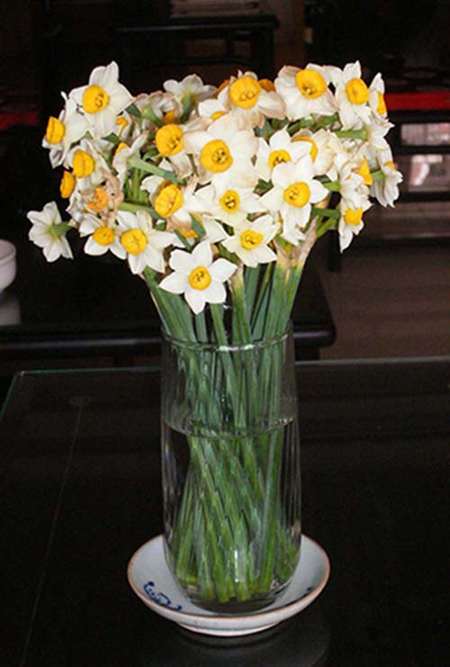 水仙花烂根怎么救活视频,水培水仙花黄叶怎么处理