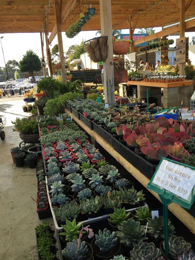 墨尔本多肉植物,多肉植物墨尔本