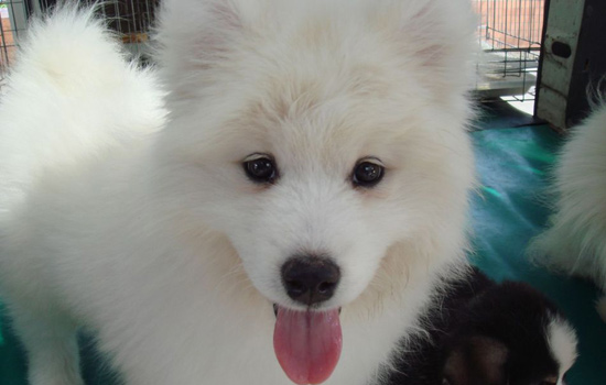 狗狗手术后怎么养,狗狗手术后护理方法