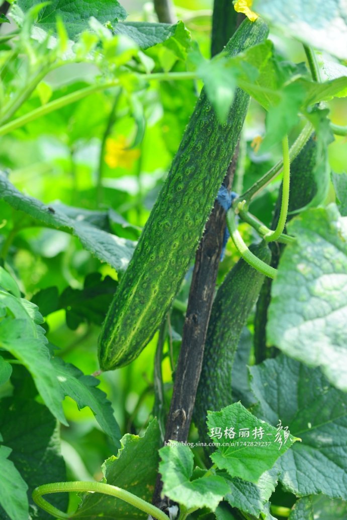 植物美图笔记~各种瓜（葫芦科植物）