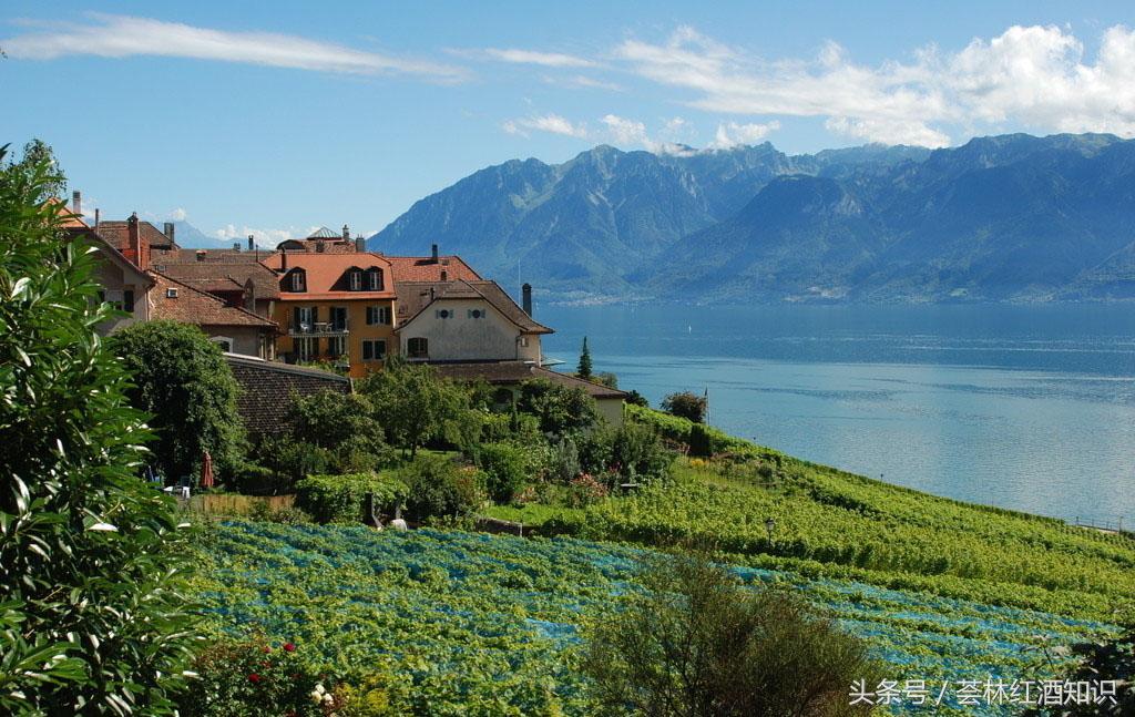 高质量意大利葡萄酒,意大利葡萄酒讲解视频