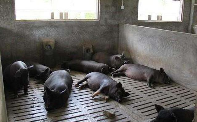 松针养猪的妙用,松针养猪有什么好处