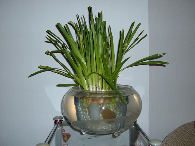 水仙花烂根怎么救活视频,水培水仙花黄叶怎么处理