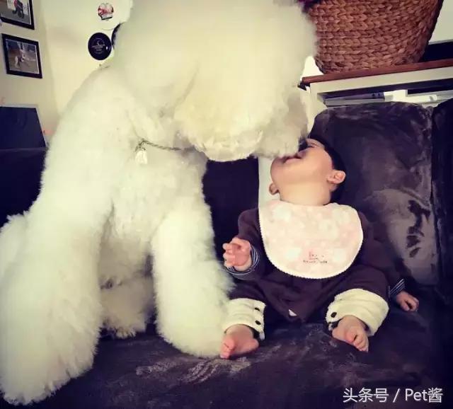 好可爱的巨型贵宾犬,超粘人的巨型贵宾犬