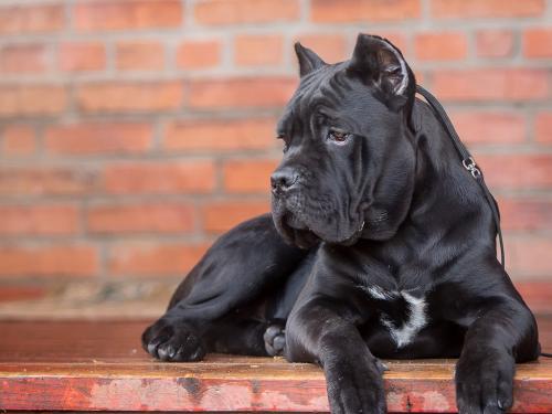 怎么分辨卡斯罗纯不纯,河南哪家犬舍有纯种卡斯罗犬