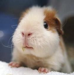 猪猪的日常护理！中篇！请大家爱护他们！他们也很孤独！