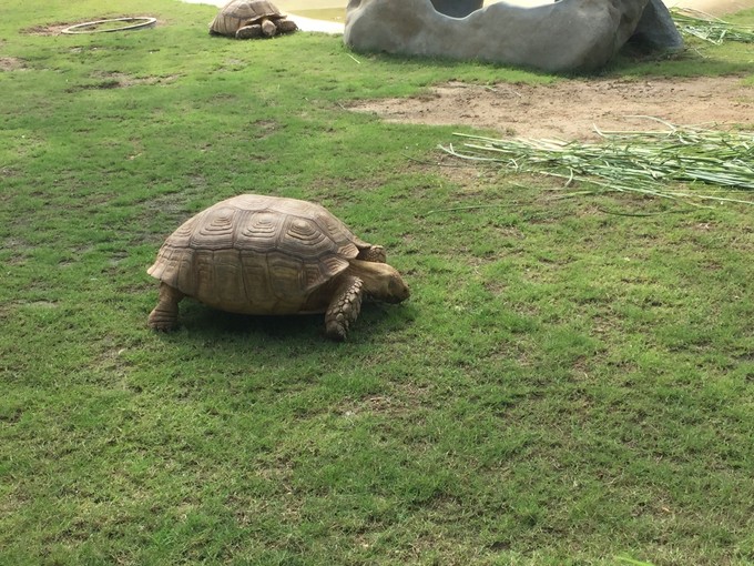 珠海长隆海洋王国游记作文,珠海长隆海洋王国一日游攻略