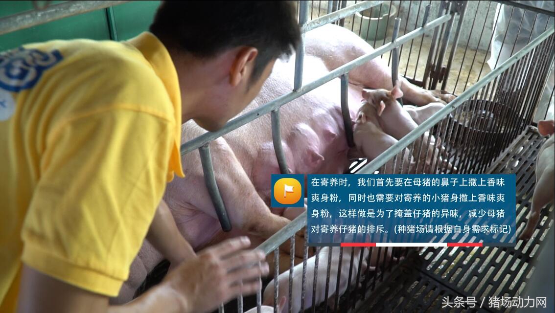 母猪产子反复发烧,母猪产后几天仔猪不明原因死