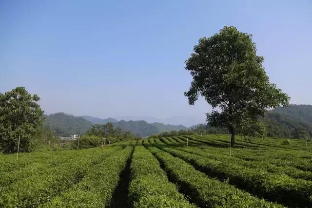 小产区祥源茶,小产区祥源茶礼盒