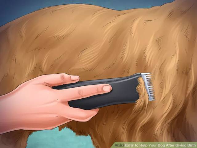 照顾怀孕狗的注意事项,怎么照顾孕期的母狗