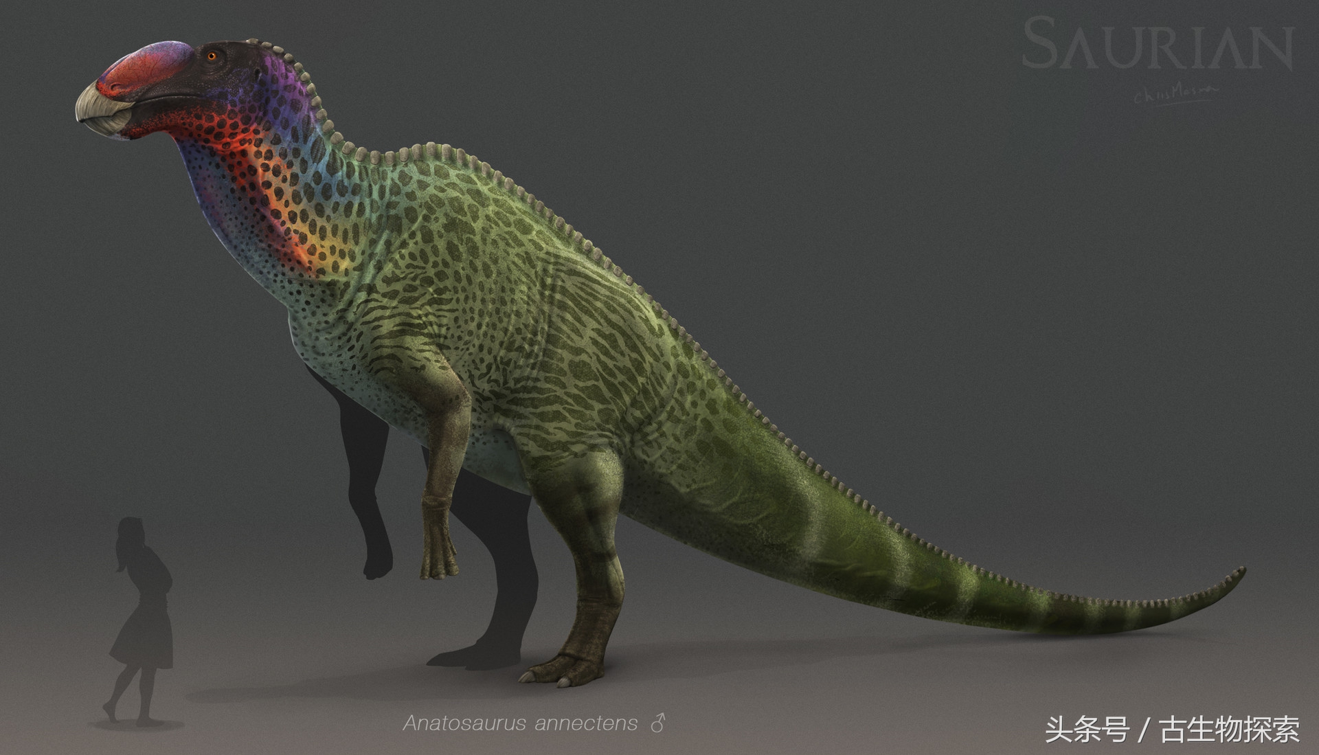 白垩纪的五大暴龙,白垩纪霸王龙是最强吗