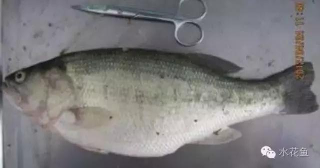 鱼类诺卡氏菌病怎么治疗,鱼诺卡氏菌怎么处理