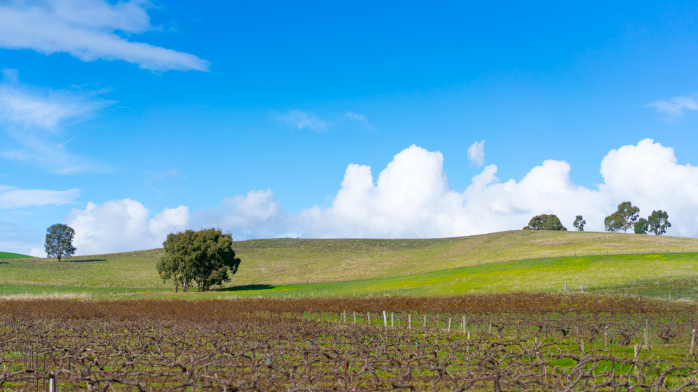 澳洲生蚝哪里最好,全球顶级生蚝多少钱一个